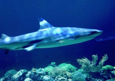 Perspective: Why Shark Tank Sucks and Crowdfunding Rocks