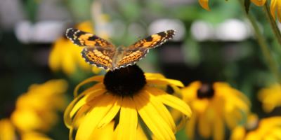 Garden for Wildlife Inc. announces launch of a Reg CF crowdfunding campaign